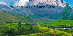 A scenic view of lush green tea plantations and misty mountains, showcasing the beautiful hill stations in Tamil Nadu