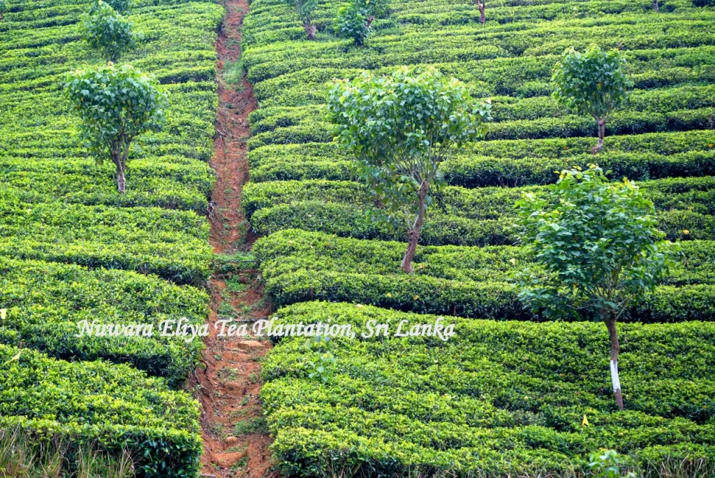 Beautiful green tea plantation in Nuwara Eliya featured in a romantic Sri Lanka Honeymoon Itinerary