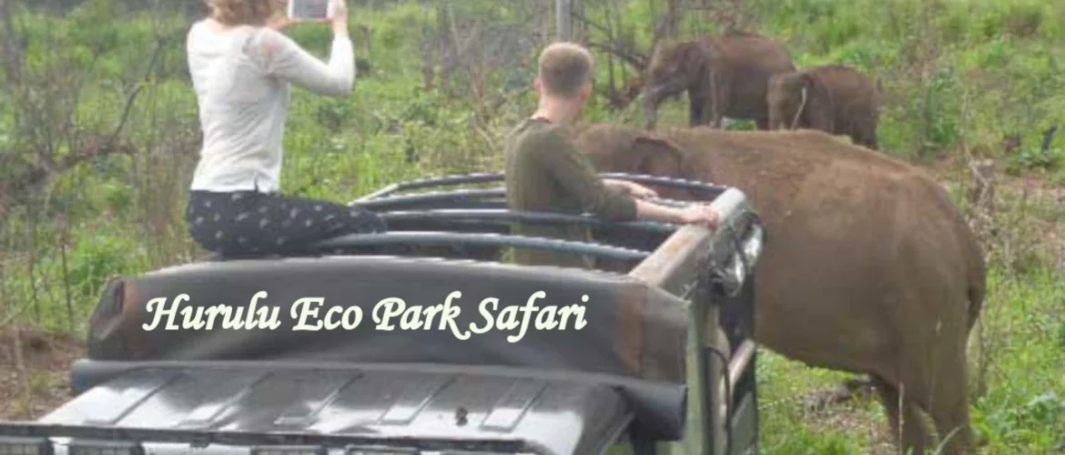Wild elephants at Hurulu Eco Park during a jeep safari in Sri Lanka