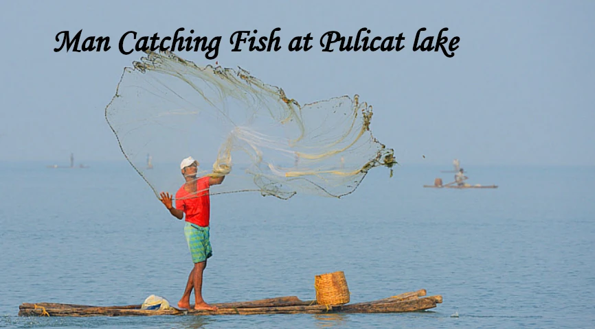 Fisherman casting a fishing net from a wooden boat in Pulicat Lake near Pazhaverkadu close to Chennai