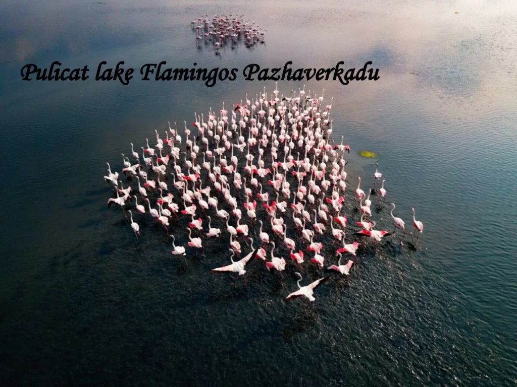 A large flock of pink flamingos gathered in a heart-shaped formation on the shallow waters of Pulicat Lake near Pazhaverkadu, Chennai.