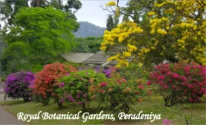 https://dev.rydetravel.com/wp-content/uploads/2026/03/royal_botanical_garden_peradeniya.webp