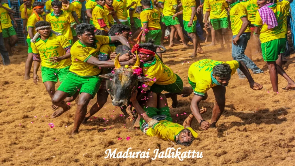 Young men in yellow and green uniforms participating in the traditional Jallikattu bull-taming festival in Madurai—a cultural spectacle to visit in TamilNadu.
