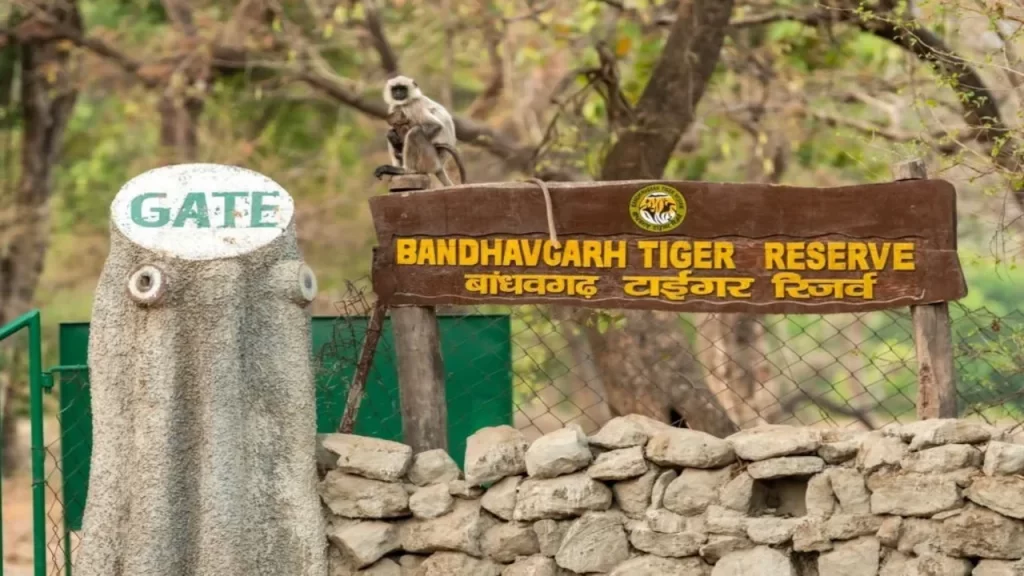 Entrance gate of Bandhavgarh Tiger Reserve in India with a langur monkey sitting on the signboard
