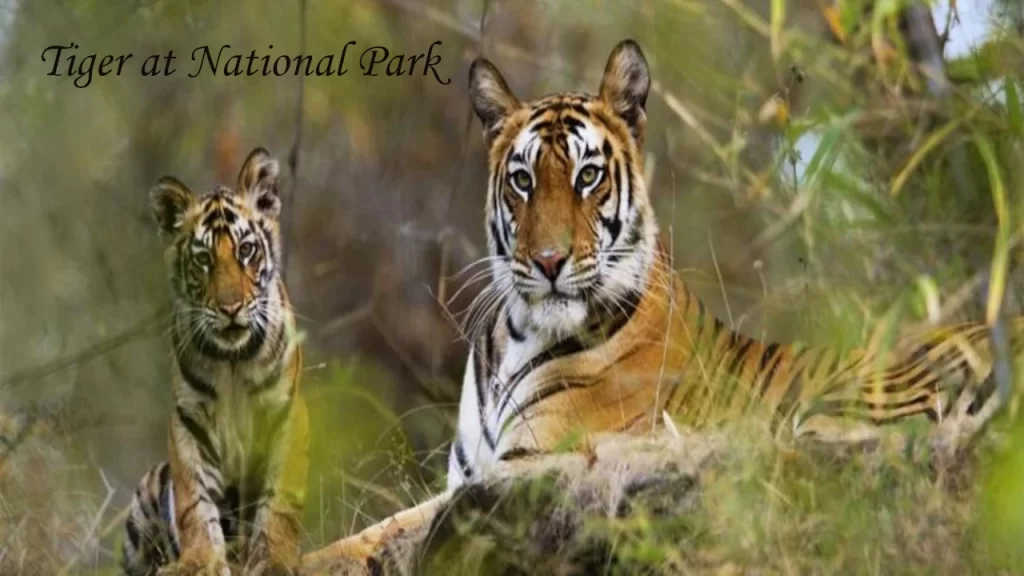 Bengal tigress resting in tall grass with her young cub beside her inside a national park in India