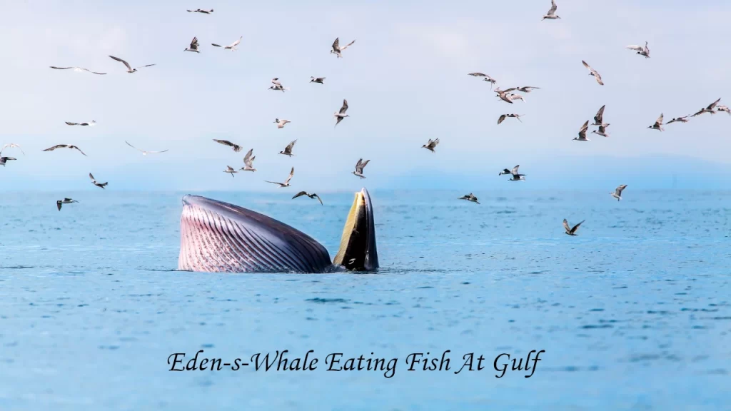 An Eden's or Bryde's whale with its mouth wide open surfacing to eat fish as a flock of seagulls flies overhead, captured during a whale watching tour