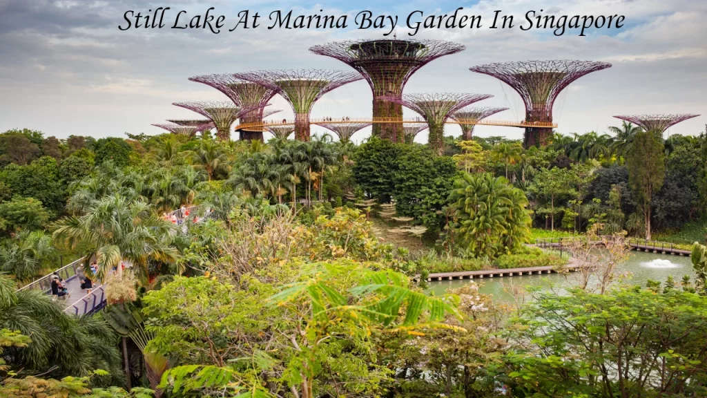 A scenic view across Dragonfly Lake toward the massive vertical garden Supertrees surrounded by lush tropical foliage, showcasing nature-centric places to visit in Singapore.