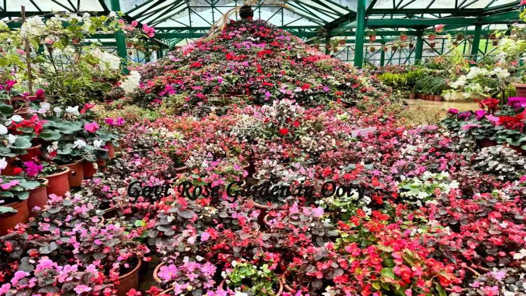 A vibrant indoor display of hundreds of colorful potted flowers arranged in a massive pyramid structure inside a greenhouse at the Government Rose Garden in Ooty.
