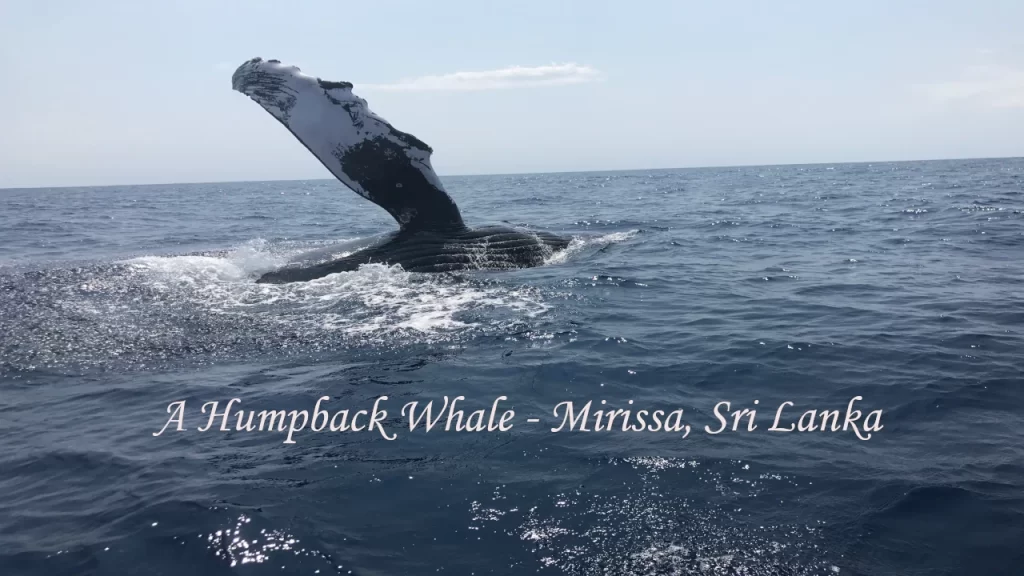 A humpback whale slapping its fin as it surfaces in the deep blue Indian Ocean during a whale watching tour in Mirissa, Sri Lanka
