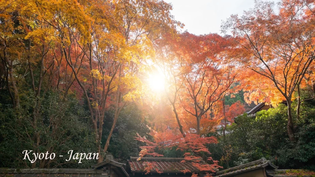 Sunlight streaming through vibrant autumn maple trees above a traditional Japanese temple rooftop in Kyoto — a breathtaking destination wedding backdrop in Japan