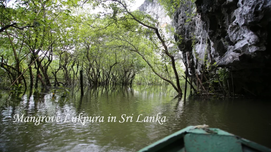 A view from the front of a boat navigating a narrow, shaded waterway through the Mangrove Lukpura in Sri Lanka, perfect for a kayaking adventure alongside rocky cliffs.