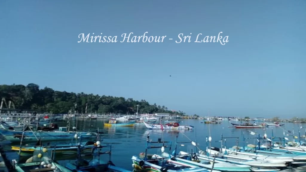 Mirissa Harbour in Sri Lanka with colourful fishing boats and whale watching vessels anchored in calm blue waters, backed by a lush green hillside under a clear sky