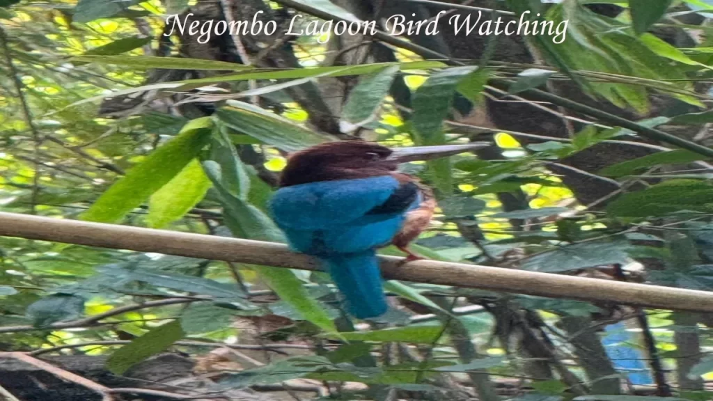 A white-throated kingfisher perched on a branch in the mangrove forest along the Negombo Lagoon, Sri Lanka