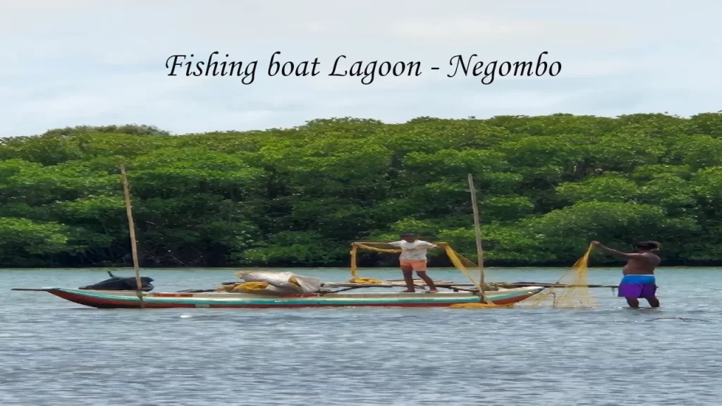 Local fishermen casting nets from a traditional wooden fishing boat on the Negombo Lagoon with lush mangroves in the background