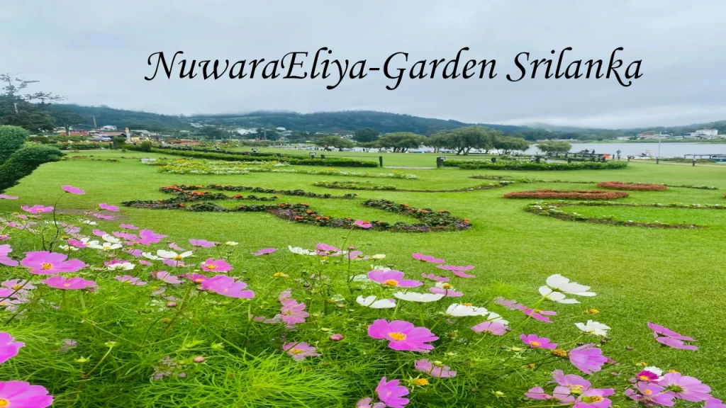 Vibrant pink and white cosmos flowers blooming in a manicured lakeside garden within Nuwara Eliya hill stations.