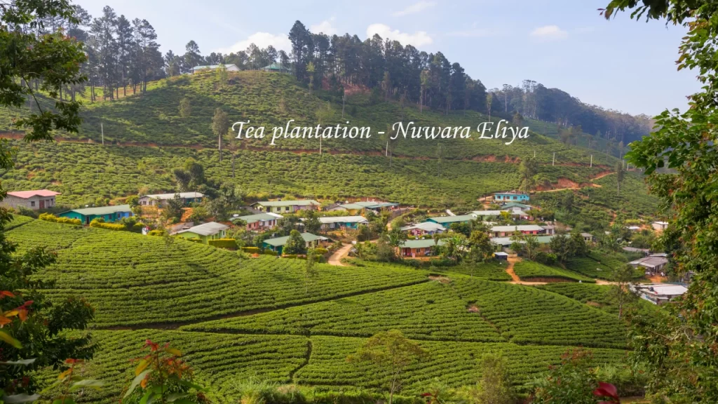 Lush green tea plantation fields with local worker housing in Nuwara Eliya, Sri Lanka.