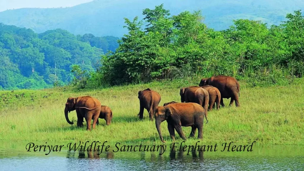 Wild elephant herd including a calf grazing along the lakeshore at Periyar Wildlife Sanctuary, Kerala, India, with Western Ghats hills in the background