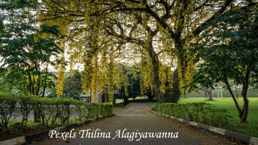 Vibrant yellow golden shower tree blossoms arching over a paved pathway within the scenic grounds of the Royal Botanical Gardens in Peradeniya.