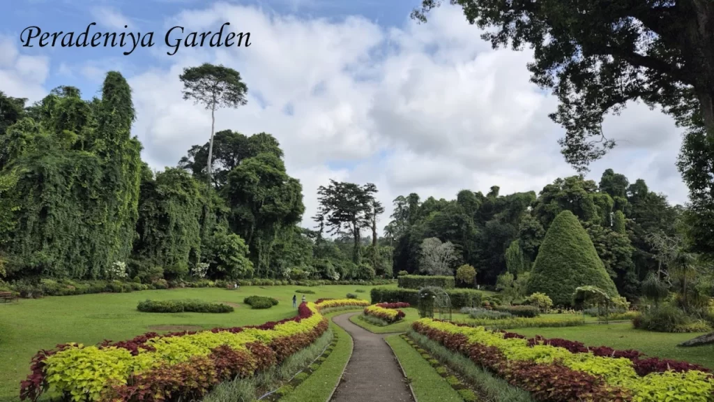 A paved walking path winding through manicured lawns, bordered by colorful yellow and red flower beds and dense green trees at the Royal Botanical Gardens in Peradeniya, Sri Lanka.