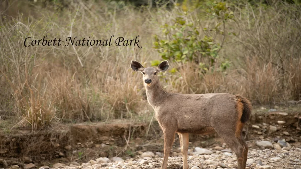 Sambar deer standing on rocky ground in the wild forest of Jim Corbett National Park, India