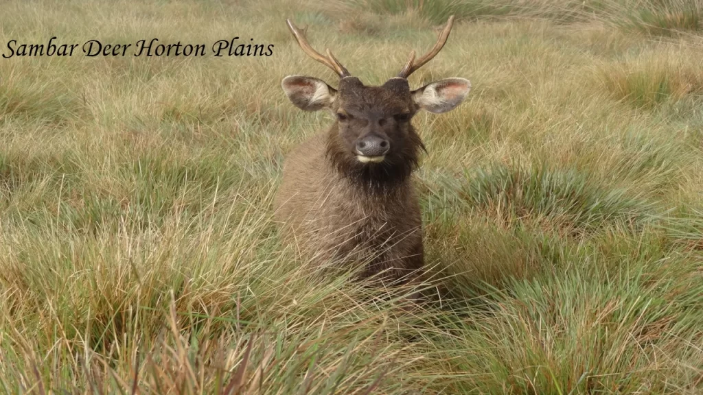 A majestic Sambar deer stag with antlers standing in the tall grasslands of Horton Plains near Nuwara Eliya.