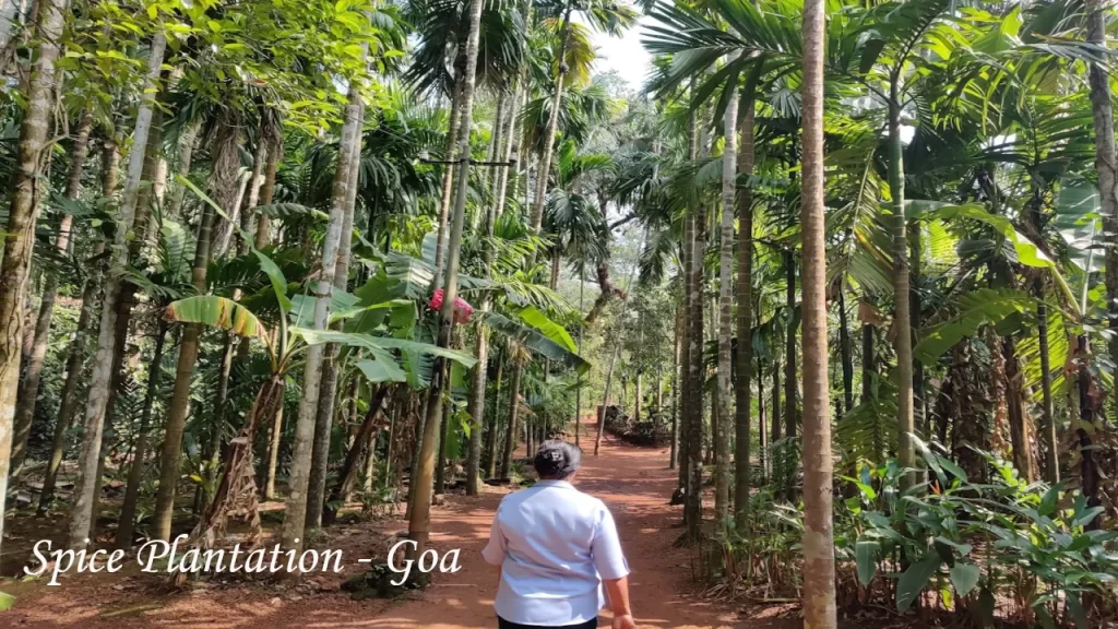 Visitor walking along a red laterite path through tall areca nut and banana trees at a Goa spice plantation — a top Day 4 activity for Goa with Family tours near Ponda
