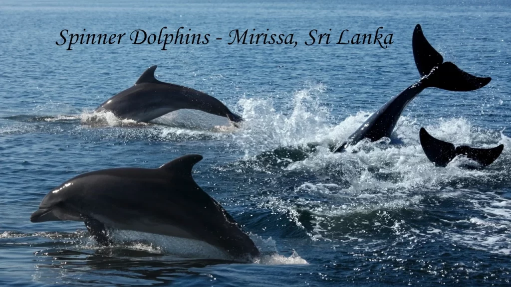 A pod of spinner dolphins leaping and splashing through the blue Indian Ocean waters during a whale watching tour in Mirissa, Sri Lanka