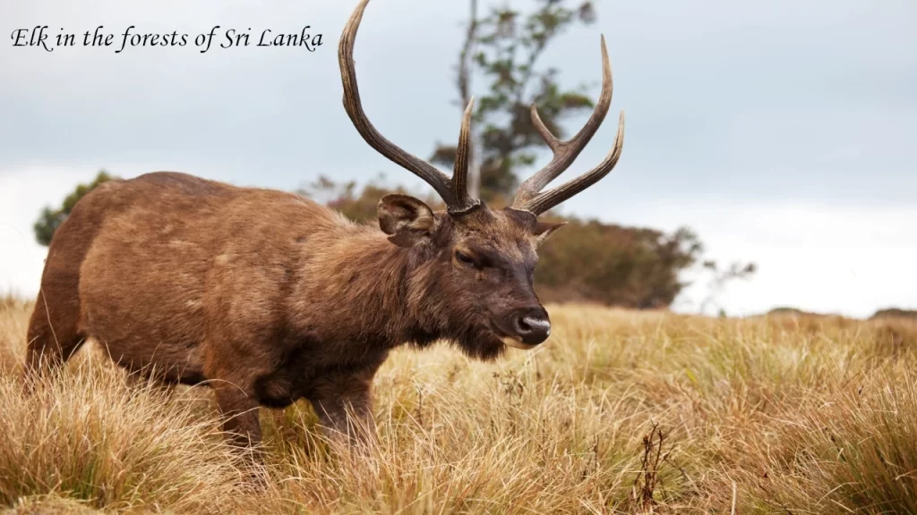 A wild Sambar deer with large antlers walking through the misty, grassy plains of Horton Plains near Nuwara Eliya, one of the famous hill stations in Sri Lanka.