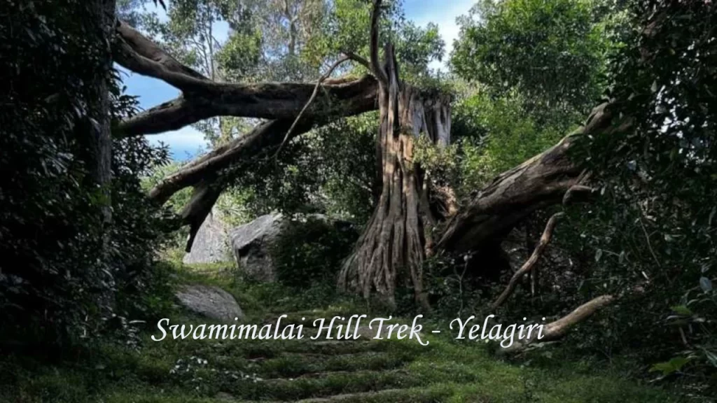 A dense forest trail with ancient fallen trees along the Swamimalai Hill Trek in Yelagiri, one of the most scenic trekking spots among hill stations in Tamil Nadu