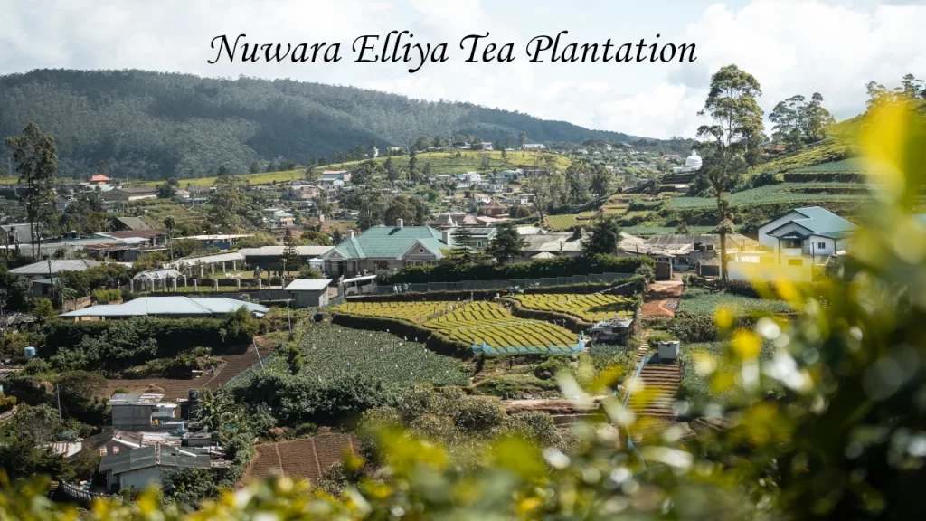 A sweeping panoramic view of terraced green tea plantations and colonial-style houses nestled in the valley of Nuwara Eliya, one of the premier hill stations in Sri Lanka.