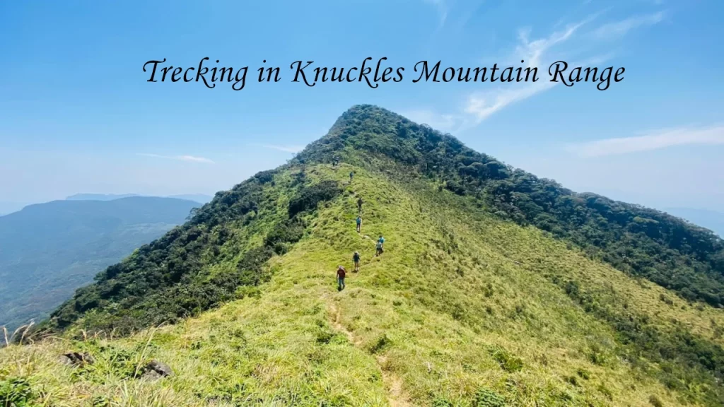 A group of hikers ascending a steep, grassy mountain ridge under a clear blue sky during a trekking expedition in the Knuckles Mountain Range.