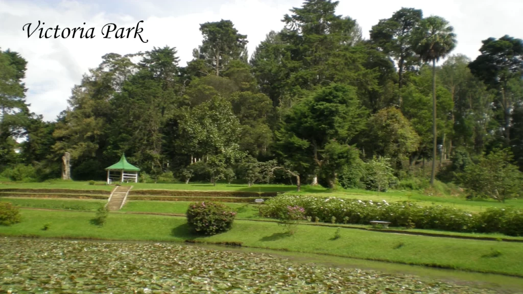 Lush green lawns and a small pavilion next to a pond filled with lily pads at Victoria Park in Nuwara Eliya.
