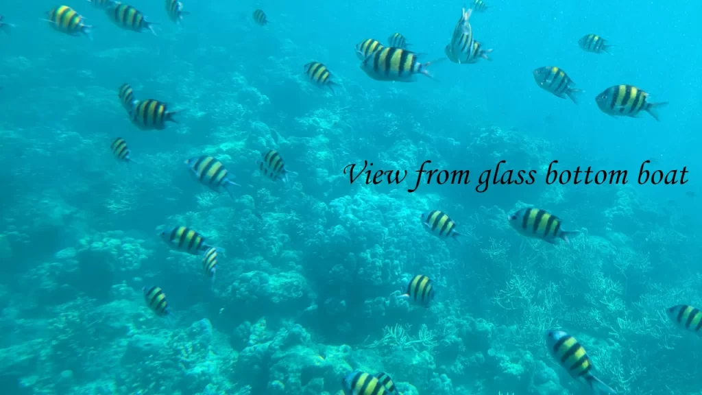 An underwater view of striped sergeant major fish swimming over a coral reef, captured from a glass-bottom boat during a coastal water sports tour.