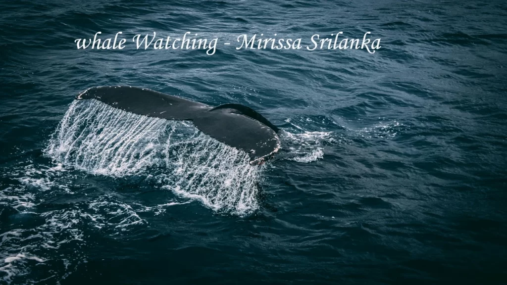 large whale tail fin lifting out of the deep blue ocean water, creating splashes during a whale watching tour in Mirissa, Sri Lanka.