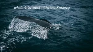 Large whale tail fin lifting out of the deep blue ocean water, creating splashes during a whale watching tour in Mirissa, Sri Lanka.