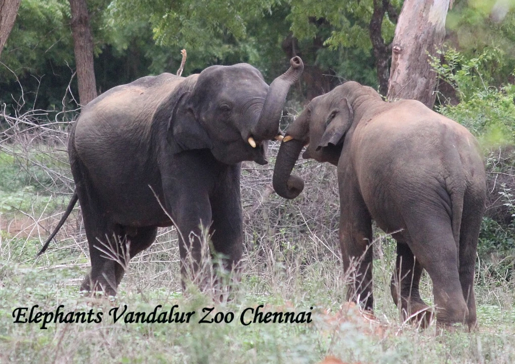 Asian elephants interacting in a natural forest enclosure at Vandalur Zoo Chennai showcasing wildlife conservation and animal care