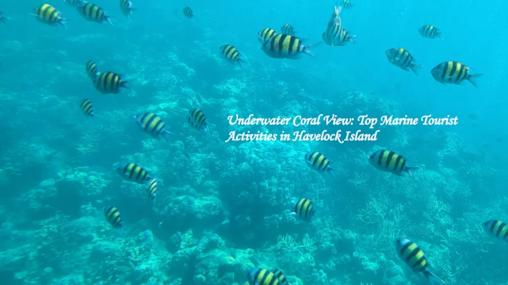 Vibrant coral reefs and schools of striped sergeant major fish seen underwater, highlighting popular marine tourist activities in Havelock Island at Elephant Beach.
