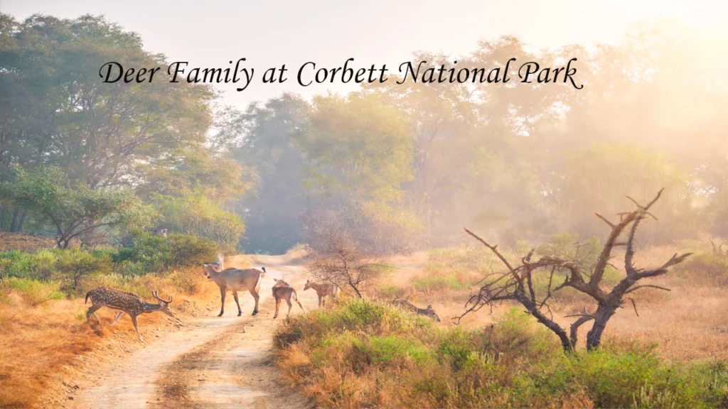 Spotted deer and sambar deer family crossing a misty morning safari trail at Jim Corbett National Park, Uttarakhand, India