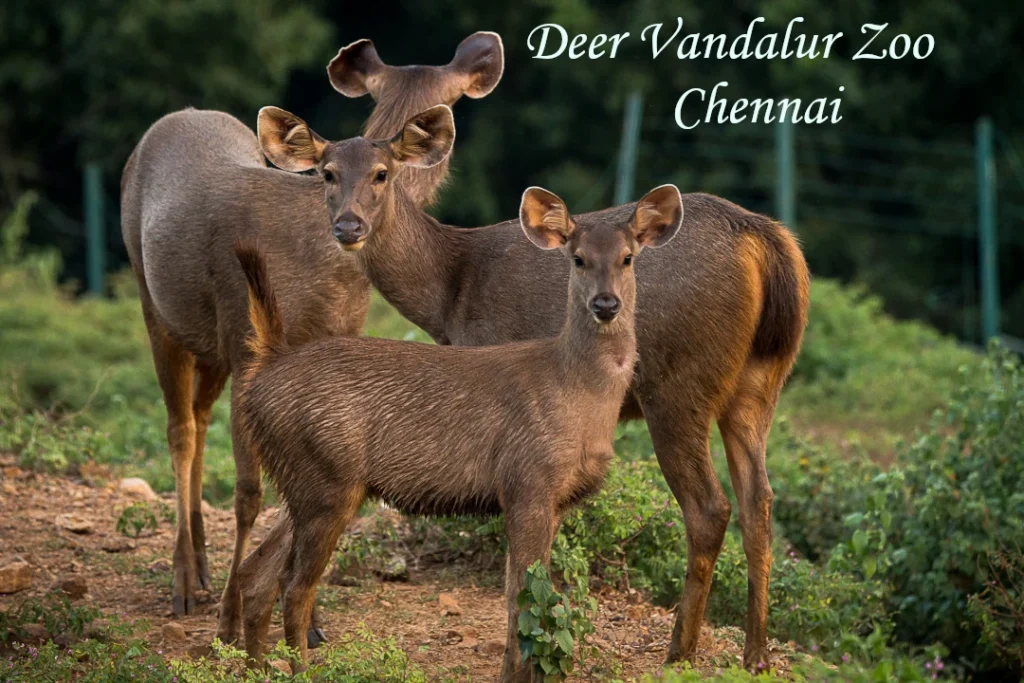 Deer family standing in a natural habitat at Vandalur Zoo Chennai showcasing wildlife conservation and animal care.