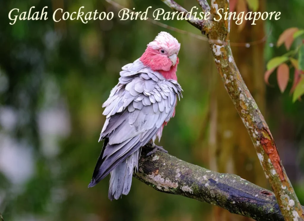 A beautiful Galah Cockatoo with pink and grey feathers perched on a mossy tree branch at Bird Paradise Singapore.