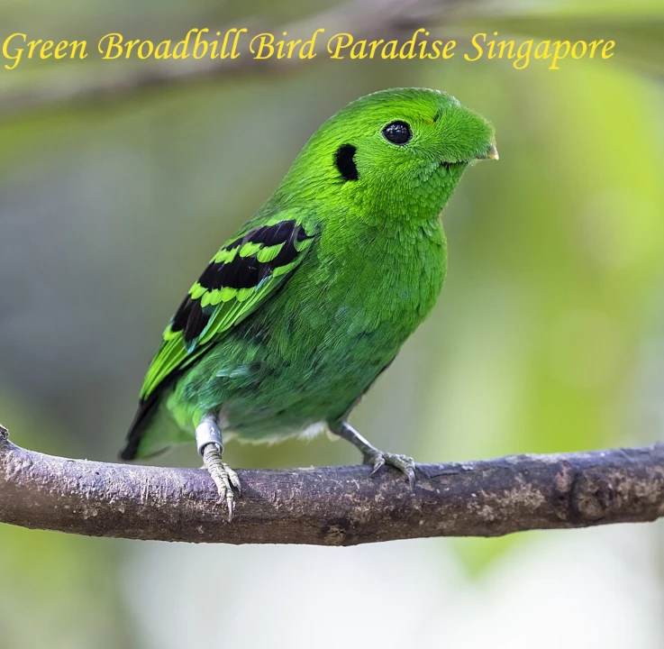 A vibrant, bright green Green Broadbill bird perched gracefully on a tree branch at Bird Paradise Singapore.