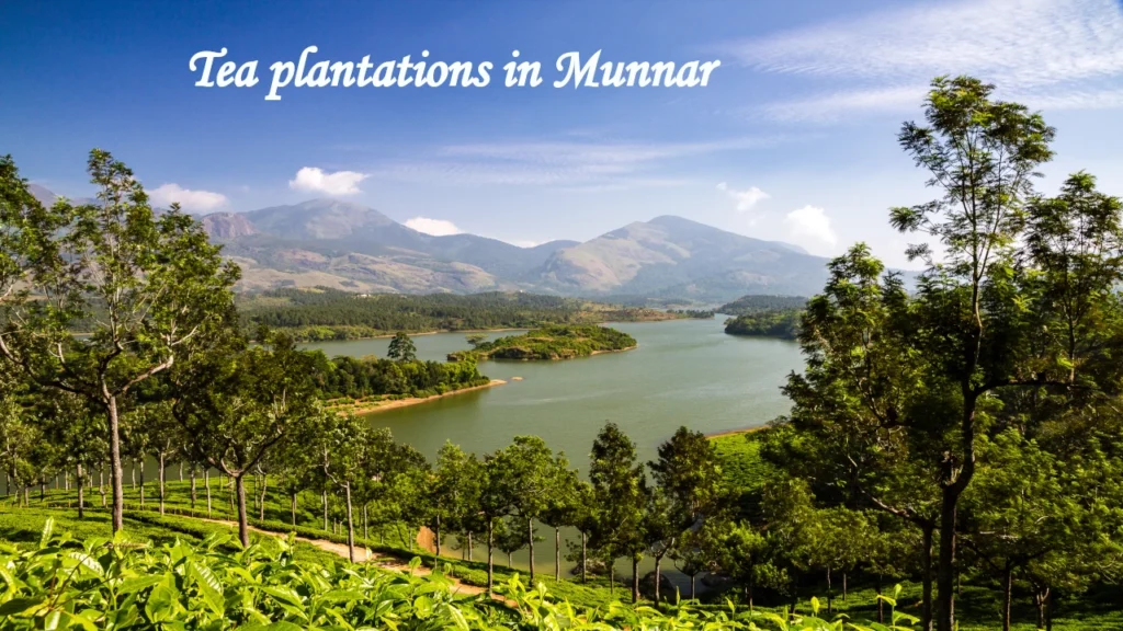 Indian Travel destination showcasing Munnar's lush tea plantations, tranquil lake, rolling hills, towering trees, and scenic mountain landscape in Kerala.