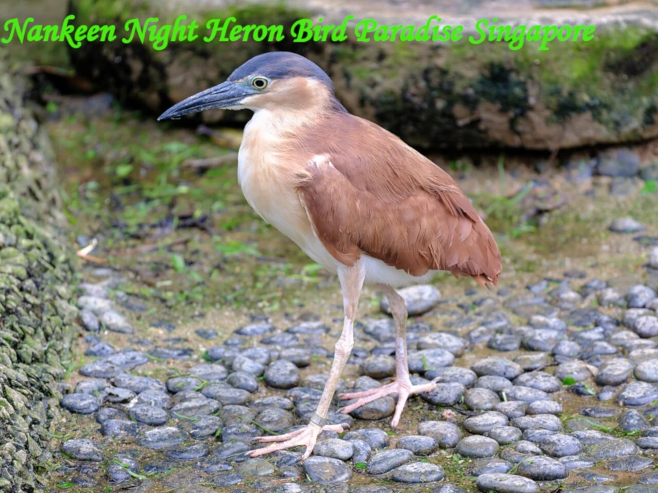 A close-up profile shot of a Nankeen Night Heron standing on a pebble path at Bird Paradise Singapore.