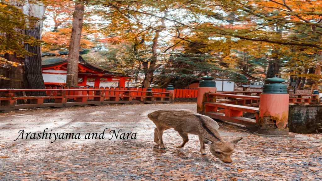 Wild Sika deer grazing on autumn leaves near a red Shinto shrine and bridge in Nara Park during a 7 days tour in Japan.
