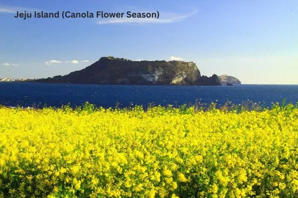 Places to visit in South Korea – Jeju Island canola flower fields in spring