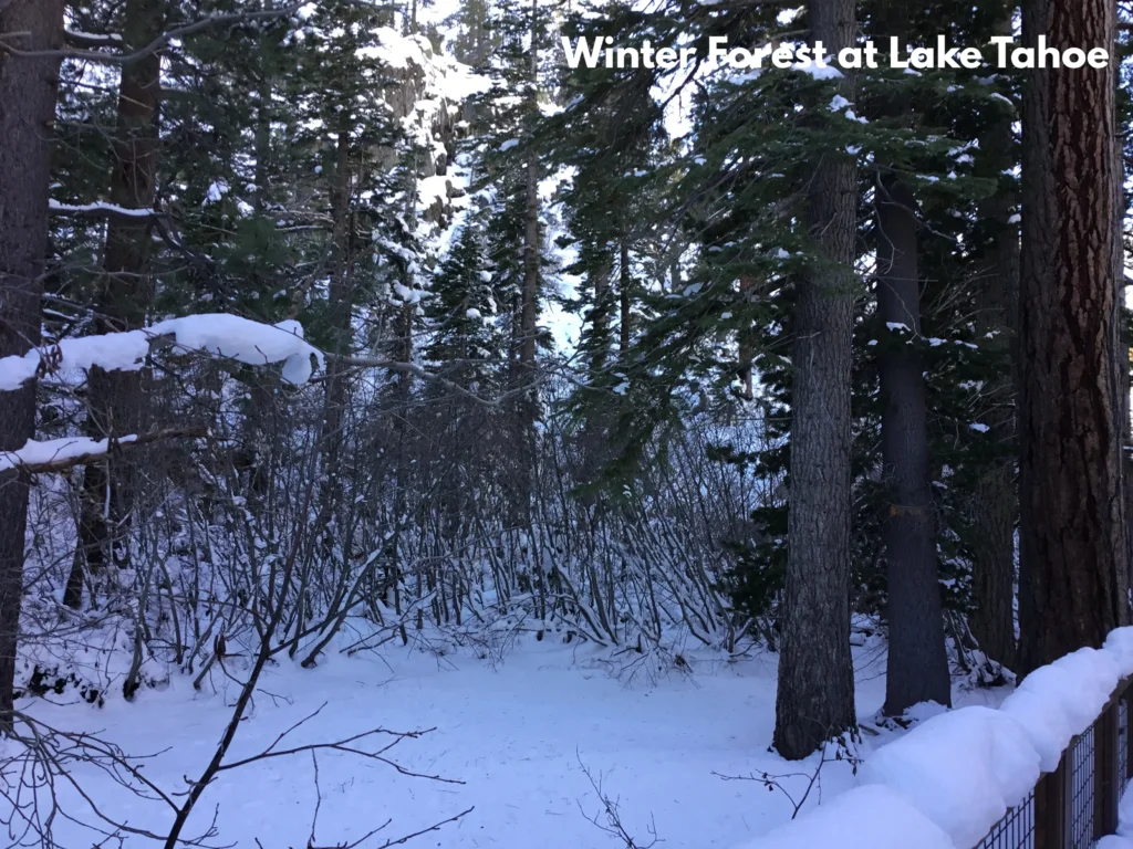 Lake Tahoe day trip – winter forest scenery