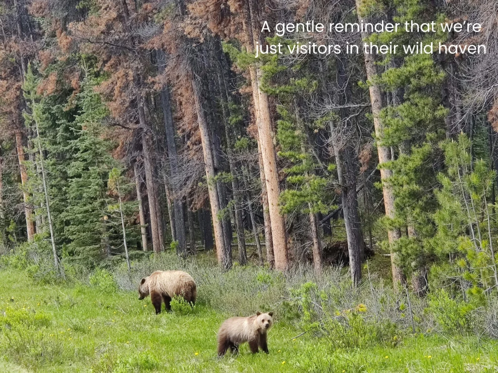 Jasper National Park road trip guide reminder to keep a safe distance from wild animals in their natural habitat