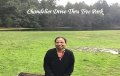 Scenic Chandelier Drive Thru Tree Park in California