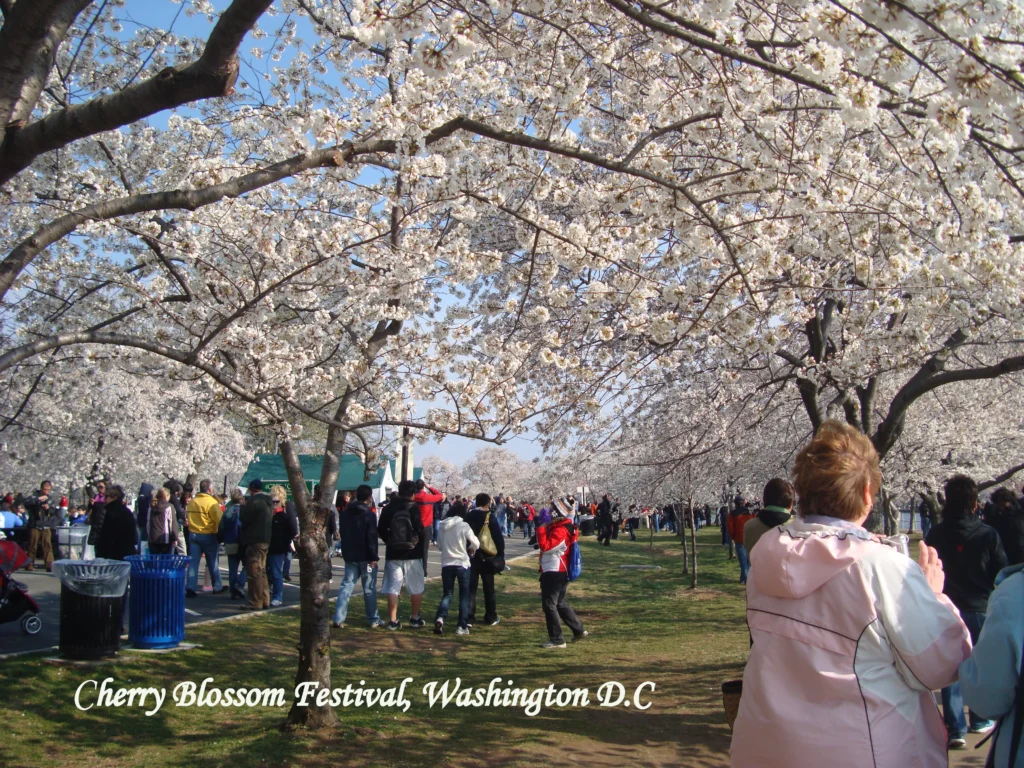 Cherry Blossom Festival in Washington, D.C., with visitors walking beneath blooming cherry trees