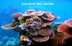 Great Barrier Reef Australia underwater coral reef